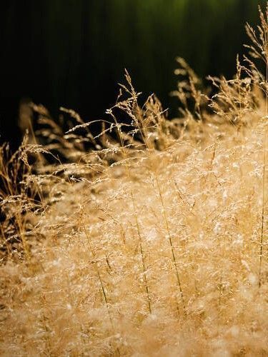 Щучник дернистый / Deschampsia cespitosa 31215 фото