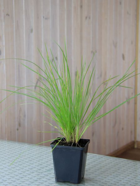 Щучник дернистый / Deschampsia cespitosa 31215 фото