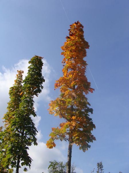 Клен остролистій Колумнаре / Acer platanoides Columnare 29323 фото