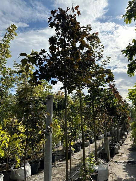 Клен остролистный Фаасенс Блэк / Acer platanoides Faassen's Black 24700 фото