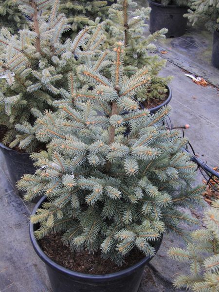 Ель колючая Супер Блю Сидлин новогодняя / Picea pungens Super Blue Seedling 33110 фото