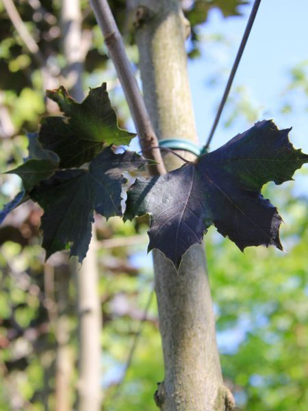 Клен остролистный Фаасенс Блэк / Acer platanoides Faassen's Black 24700 фото