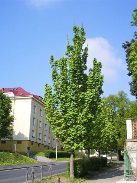 Клен остролистій Колумнаре / Acer platanoides Columnare 29323 фото