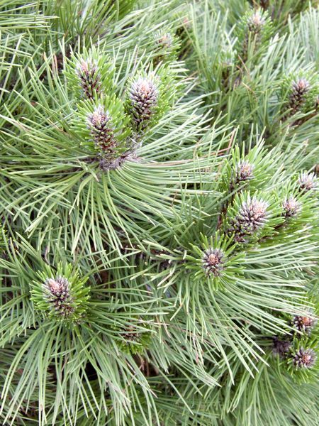 Сосна черная Хельга / Pinus nigra Helga 27836 фото