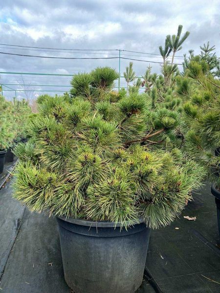 Сосна черная Хельга / Pinus nigra Helga 27836 фото