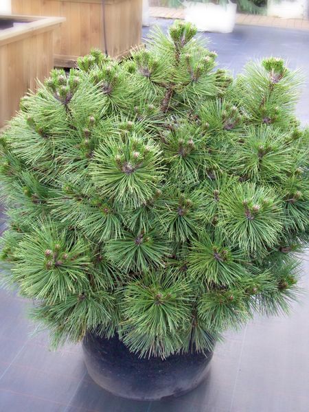 Сосна черная Хельга / Pinus nigra Helga 27836 фото