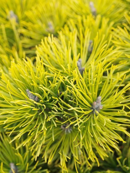 Сосна гірська Вінтер Сан / Pinus mugo Winter Sun 31594 фото