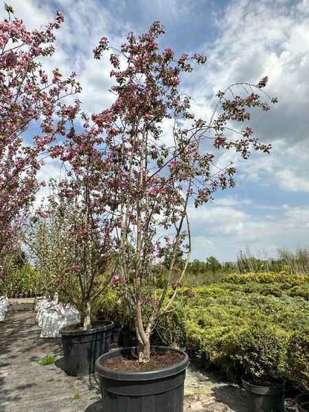 Яблоня декоративная Рудольф / Malus Rudolph 33990 фото