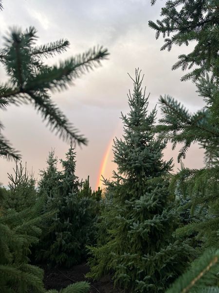 Ель сербская Оморика / Picea Omorika 27303 фото