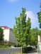 Клен остролистій Колумнаре / Acer platanoides Columnare 29323 фото 2