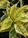 Дерен білий Гоучалті / Cornus alba Gouchaultii 29319 фото 1