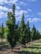 Клен остролистій Колумнаре / Acer platanoides Columnare 29323 фото 1