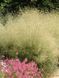 Щучник дернистый / Deschampsia cespitosa 31215 фото 1