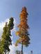 Клен остролистій Колумнаре / Acer platanoides Columnare 29323 фото 3