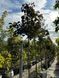 Клен остролистный Фаасенс Блэк / Acer platanoides Faassen's Black 24700 фото 2