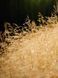 Щучник дернистый / Deschampsia cespitosa 31215 фото 3