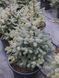 Ель колючая Супер Блю Сидлин новогодняя / Picea pungens Super Blue Seedling 33110 фото 2