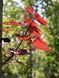 Клен остролистный Фаасенс Блэк / Acer platanoides Faassen's Black 24700 фото 3