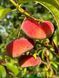 Персик Сатурн / Prunus persica Saturn 35721 фото 1