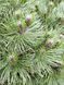 Сосна черная Хельга / Pinus nigra Helga 27836 фото 4