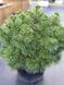 Сосна черная Хельга / Pinus nigra Helga 27836 фото 3