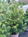 Сосна черная Орегон Грин / Pinus nigra Oregon Green 31696 фото 1
