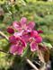 Яблоня декоративная Рудольф / Malus Rudolph 33990 фото 1