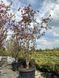 Яблоня декоративная Рудольф / Malus Rudolph 33990 фото 2