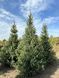 Ель сербская Оморика / Picea Omorika 27303 фото 1