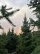 Ель сербская Оморика / Picea Omorika 27303 фото 2