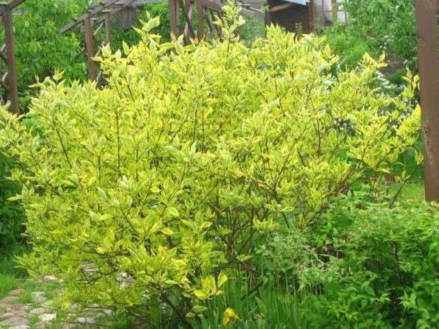 Дерен білий Гоучалті / Cornus alba Gouchaultii 29319 фото