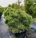 Сосна черная Хельга / Pinus nigra Helga 27836 фото 1