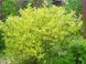 Дерен білий Гоучалті / Cornus alba Gouchaultii 29319 фото 2