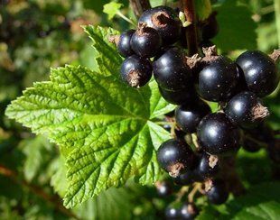 Смородина чорна Дебют / Ribes nigrum Debut 34916 фото