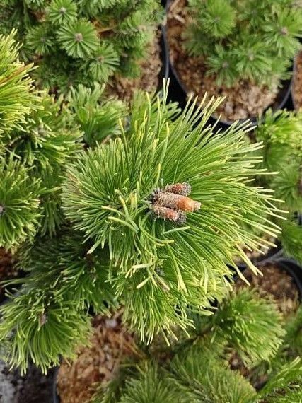 Сосна горная Поль Малетер / Pinus mugo Pal Maleter 26963 фото