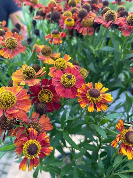 Гелениум гибридный Рубиновый гном / Helenium bsgelovii Rubinzwerg 31220 фото