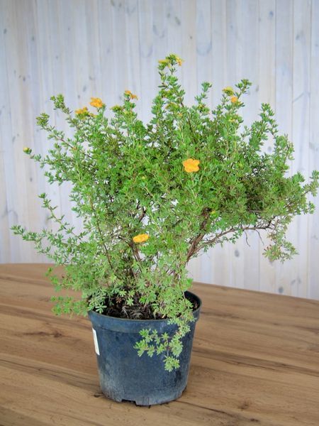 Лапчатка кустарниковая Сансет / Potentilla fruticosa Sunset 28067 фото