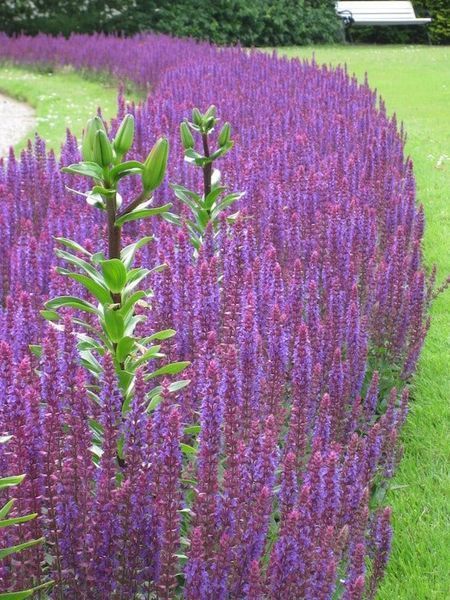Шалфей дубравный Остфрисленд / Salvia nemorosa Ostfriesland 31458 фото