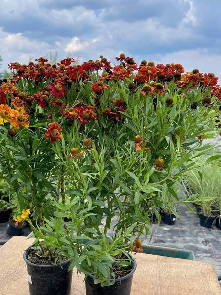 Гелениум гибридный Рубиновый гном / Helenium bsgelovii Rubinzwerg 31220 фото