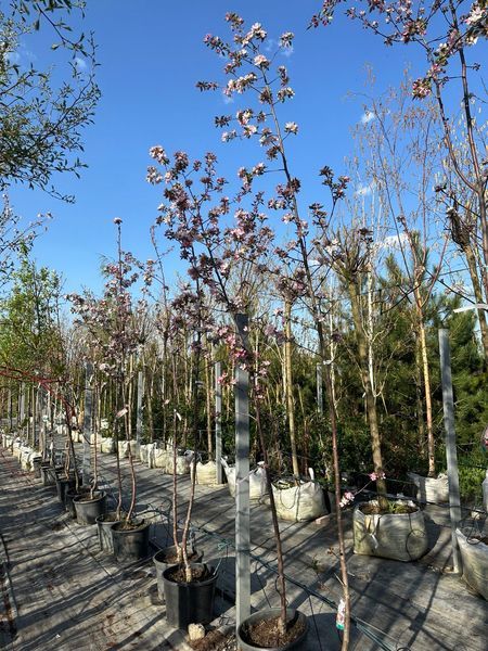 Яблоня декоративная Ола / Malus Ola 24300 фото