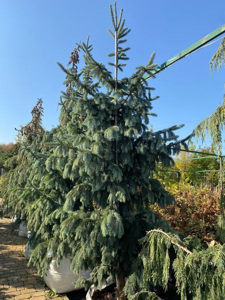 Ялина енгельмана Пендула / Picea engelmannii Pendula 23913 фото