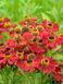 Гелениум гибридный Рубиновый гном / Helenium bsgelovii Rubinzwerg 31220 фото 1