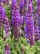 Шалфей дубравный Остфрисленд / Salvia nemorosa Ostfriesland 31458 фото 1