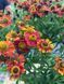 Гелениум гибридный Рубиновый гном / Helenium bsgelovii Rubinzwerg 31220 фото 3