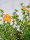 Лапчатка кустарниковая Сансет / Potentilla fruticosa Sunset 28067 фото 1