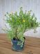 Лапчатка кустарниковая Сансет / Potentilla fruticosa Sunset 28067 фото 2