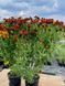 Гелениум гибридный Рубиновый гном / Helenium bsgelovii Rubinzwerg 31220 фото 2