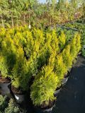 Туя западная Голден Смарагд / Thuja occidentalis Golden Smaragd 24924 фото