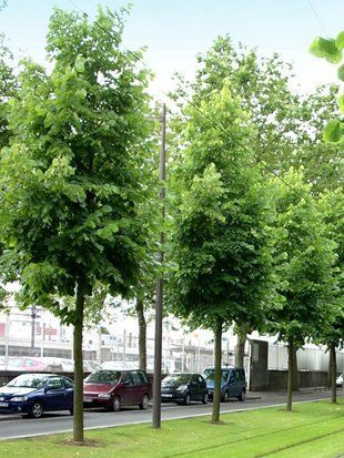 Липа европейская Паллида / Tilia europaea Pallida 29358 фото
