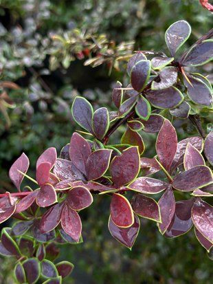 Барбарис Тунберга Короніта / Berberis thunbergii Coronita 27154 фото